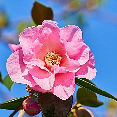 62