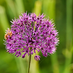 450