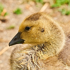 252