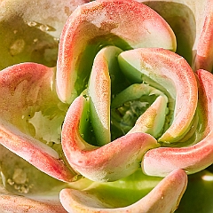228