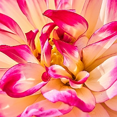 226