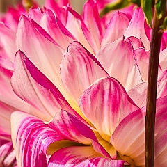 224