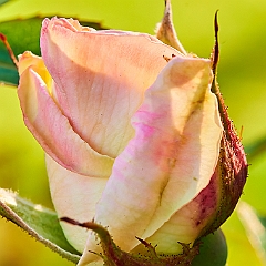 185