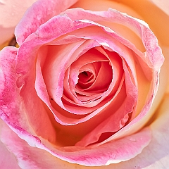 184