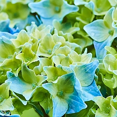 181