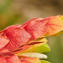 161