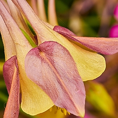 156