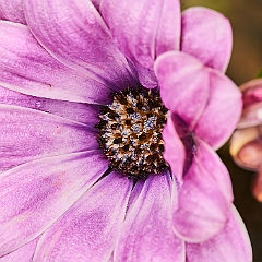 155