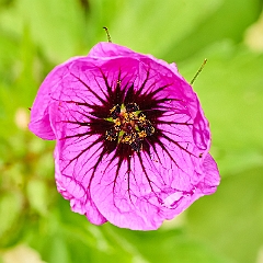 151