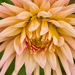 144