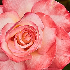 141