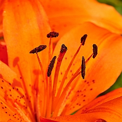 120