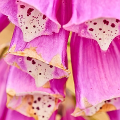 113