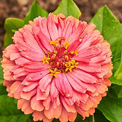 109