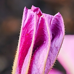 71