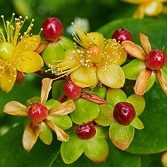 56