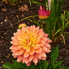 31