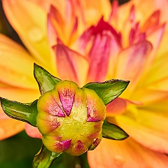 29